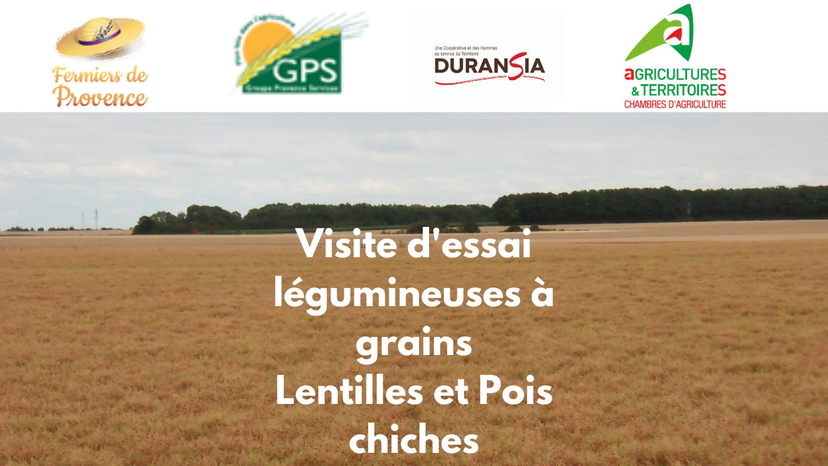 Visite d'essai, léguminauses à grains Lentilles et Pois chiches (3)